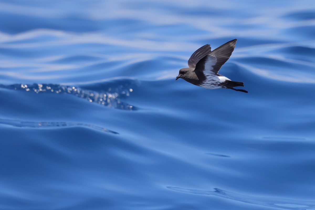 New Zealand Storm-Petrel - ML626440168