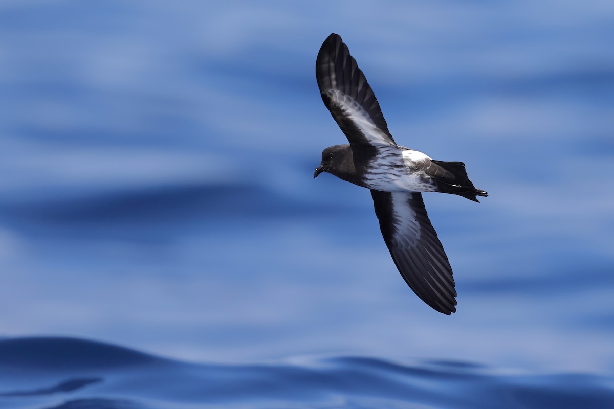 New Zealand Storm-Petrel - ML626440170