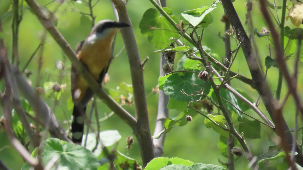 Dark-billed Cuckoo - ML626440190