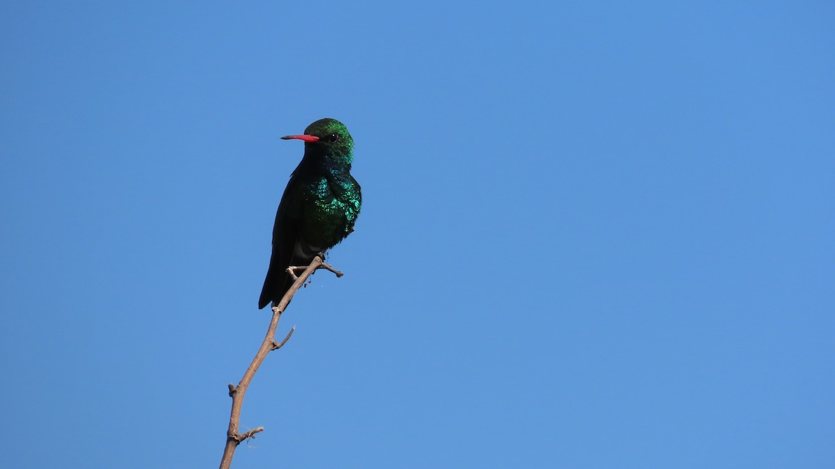 Glittering-bellied Emerald - ML626440195