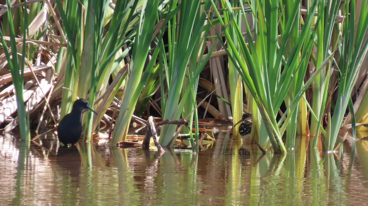 Plumbeous Rail - ML626440204