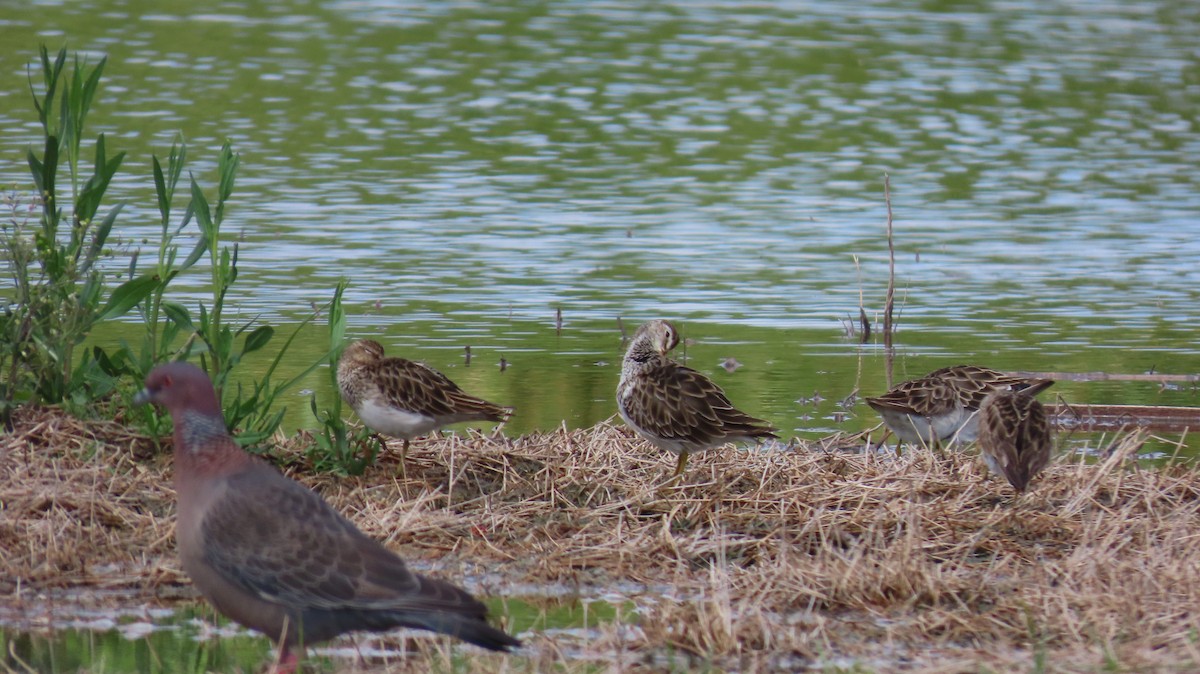 Pectoral Sandpiper - ML626440210