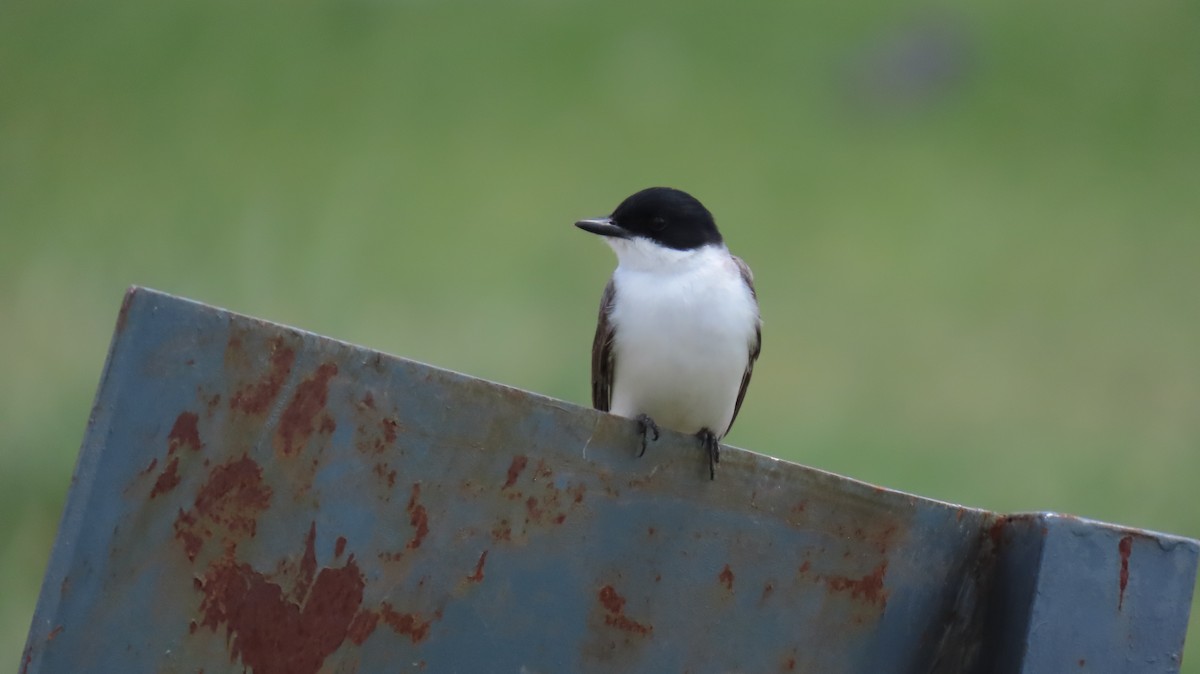 Fork-tailed Flycatcher - ML626440215