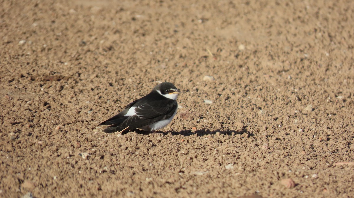 White-rumped Swallow - ML626440246