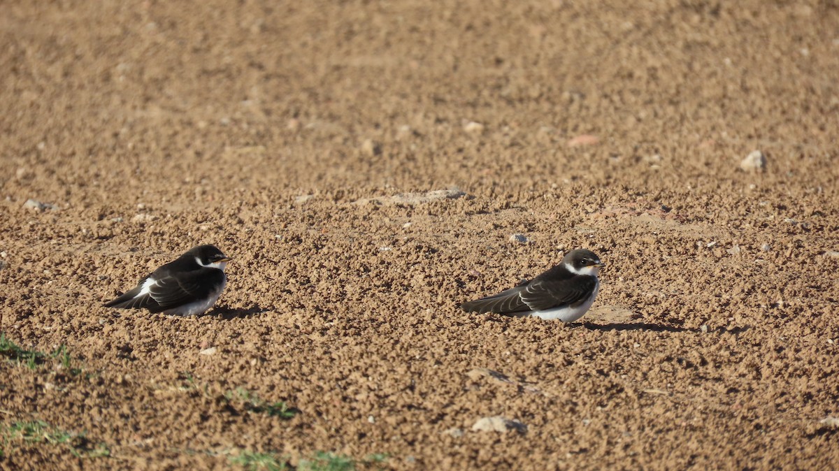 White-rumped Swallow - ML626440247