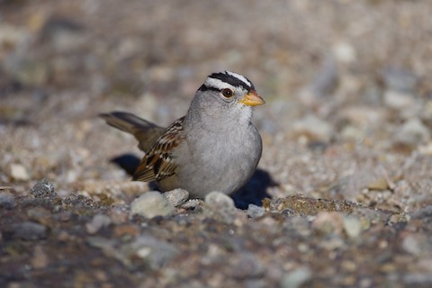 Henderson Bird Viewing Preserve Clark Nevada United States eBird Hotspot