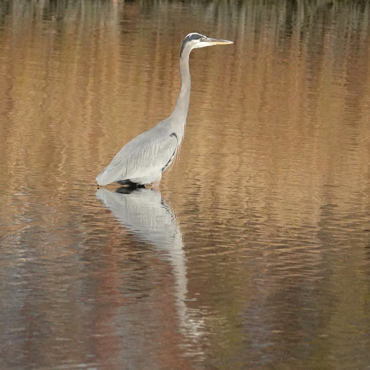 Great Blue Heron (Great Blue) - ML626440779