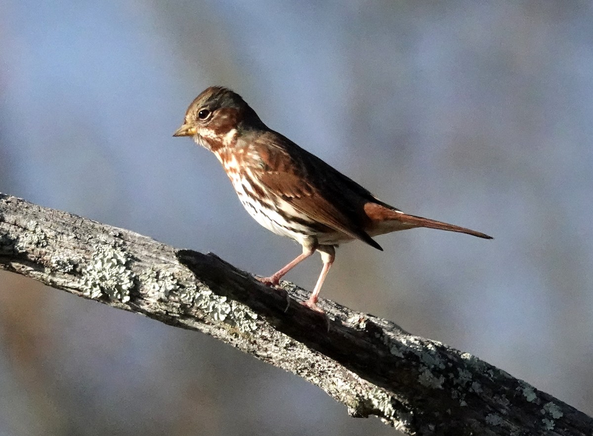 Fox Sparrow - ML626440820