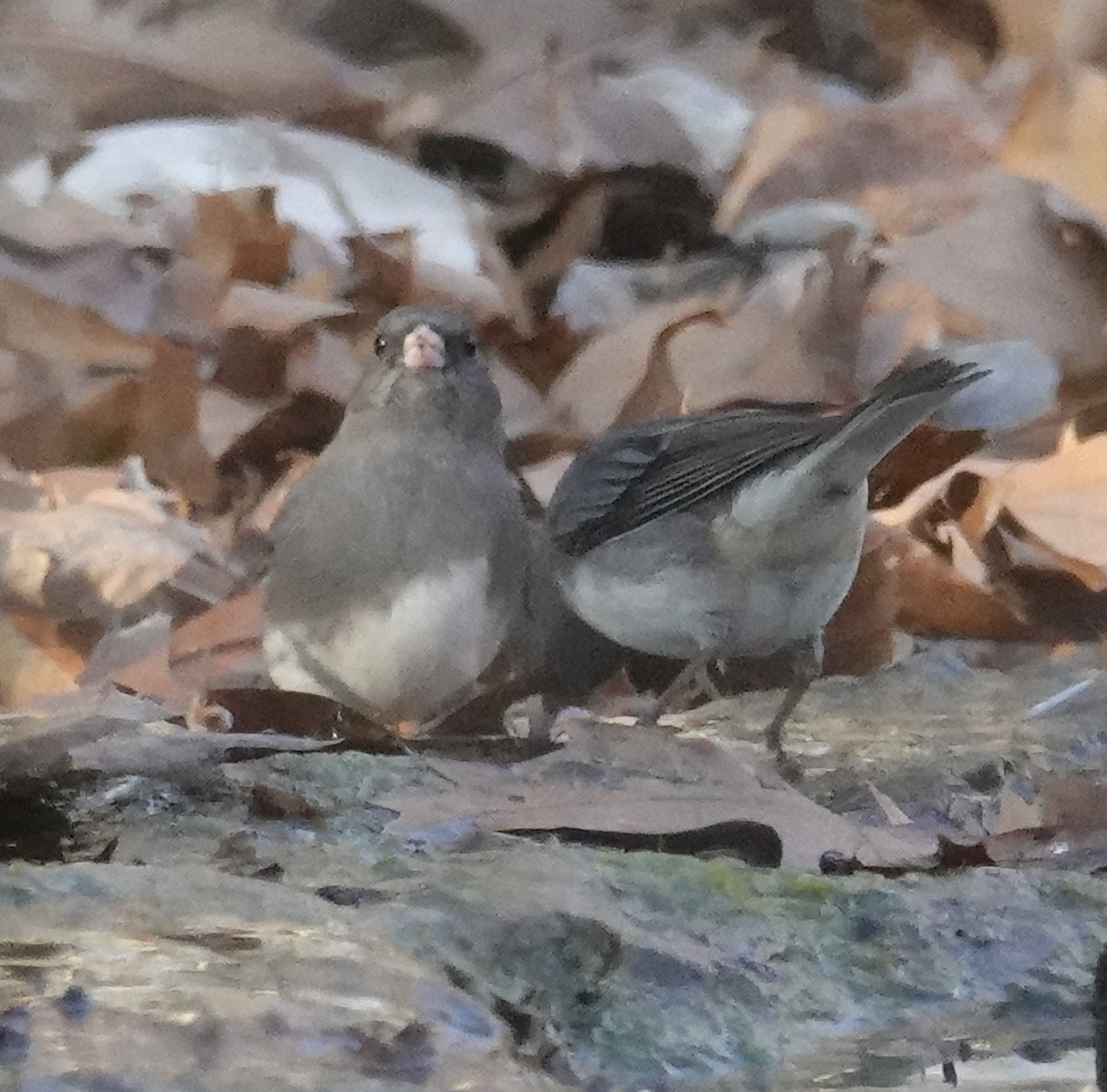 Dark-eyed Junco - ML626440839