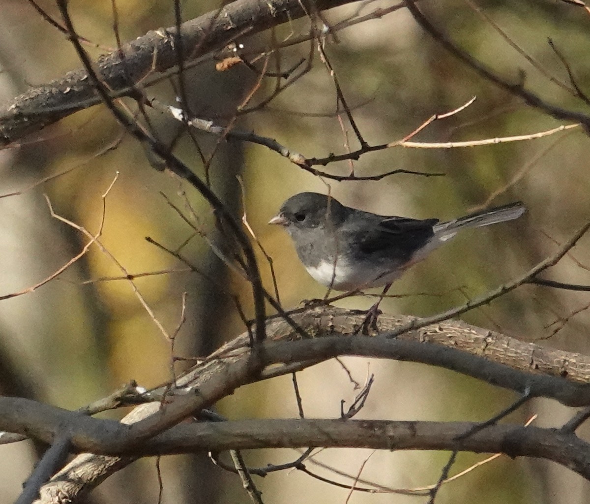 Dark-eyed Junco - ML626440840