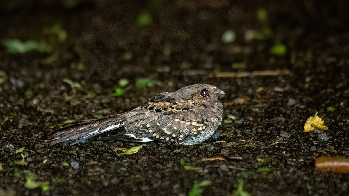 Common Pauraque - ML626440913