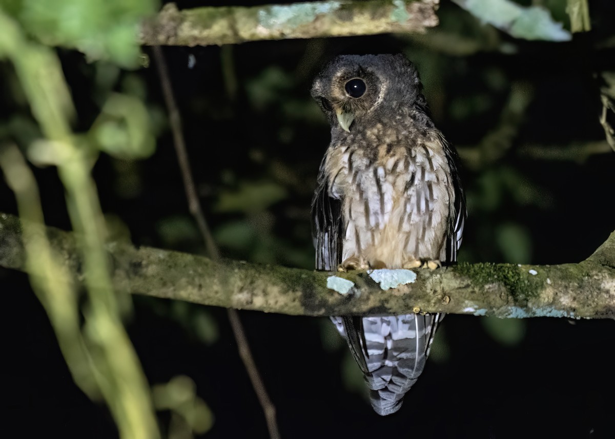 Mottled Owl - ML626440917
