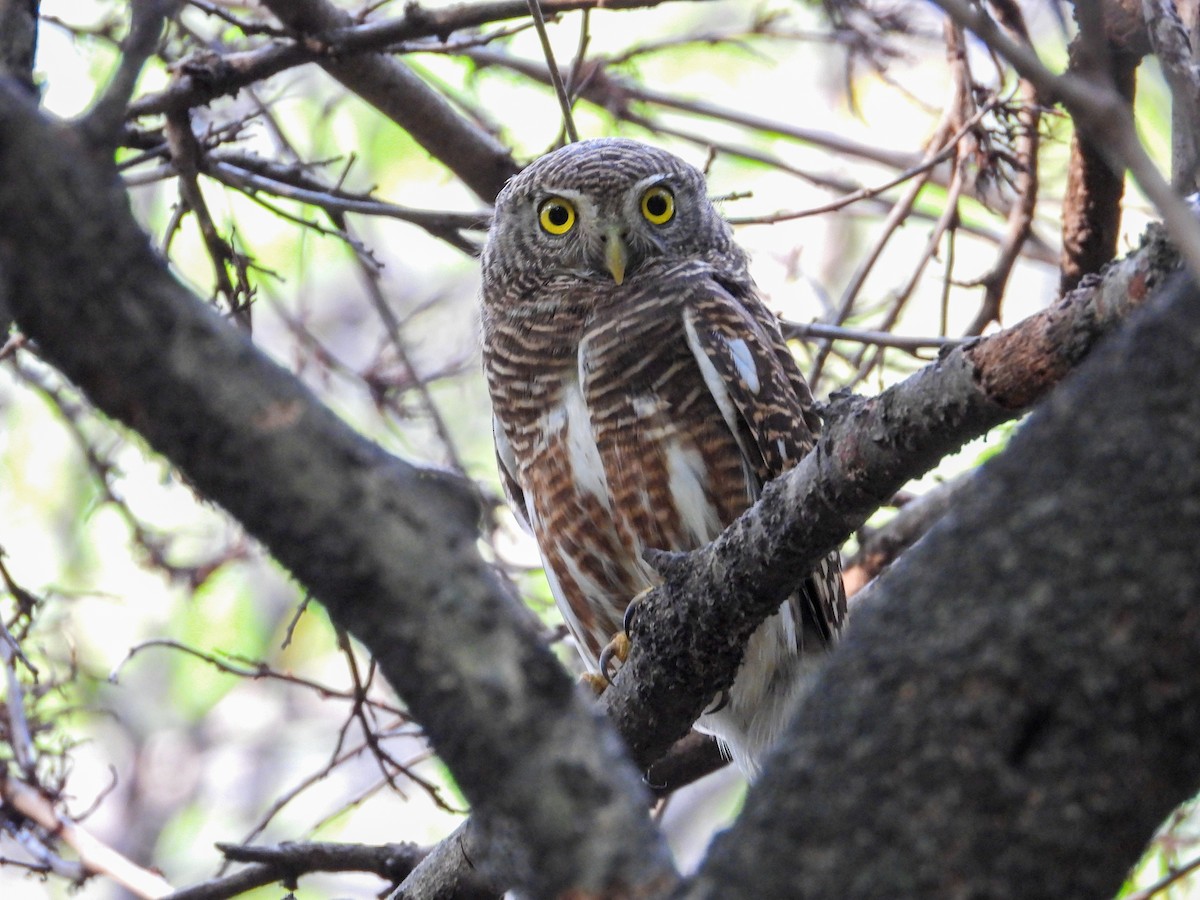 Asian Barred Owlet - ML626440930