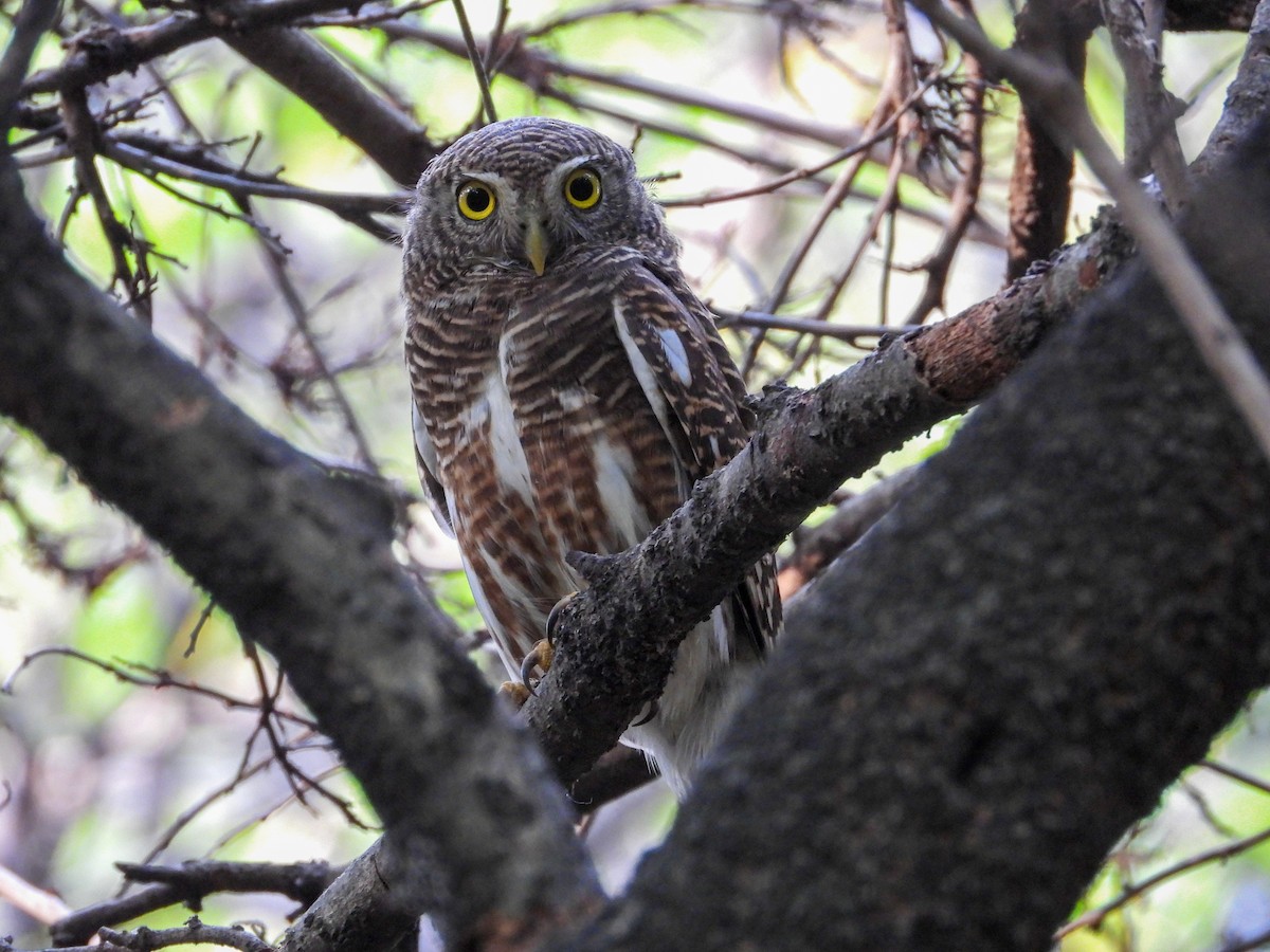 Asian Barred Owlet - ML626440931