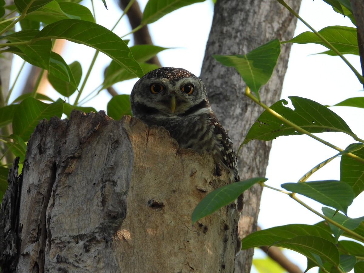 Spotted Owlet - ML626440989