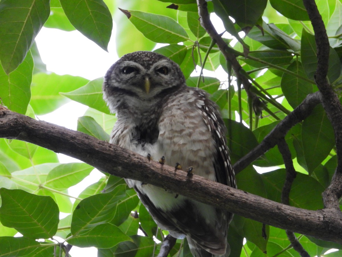 Spotted Owlet - ML626440990