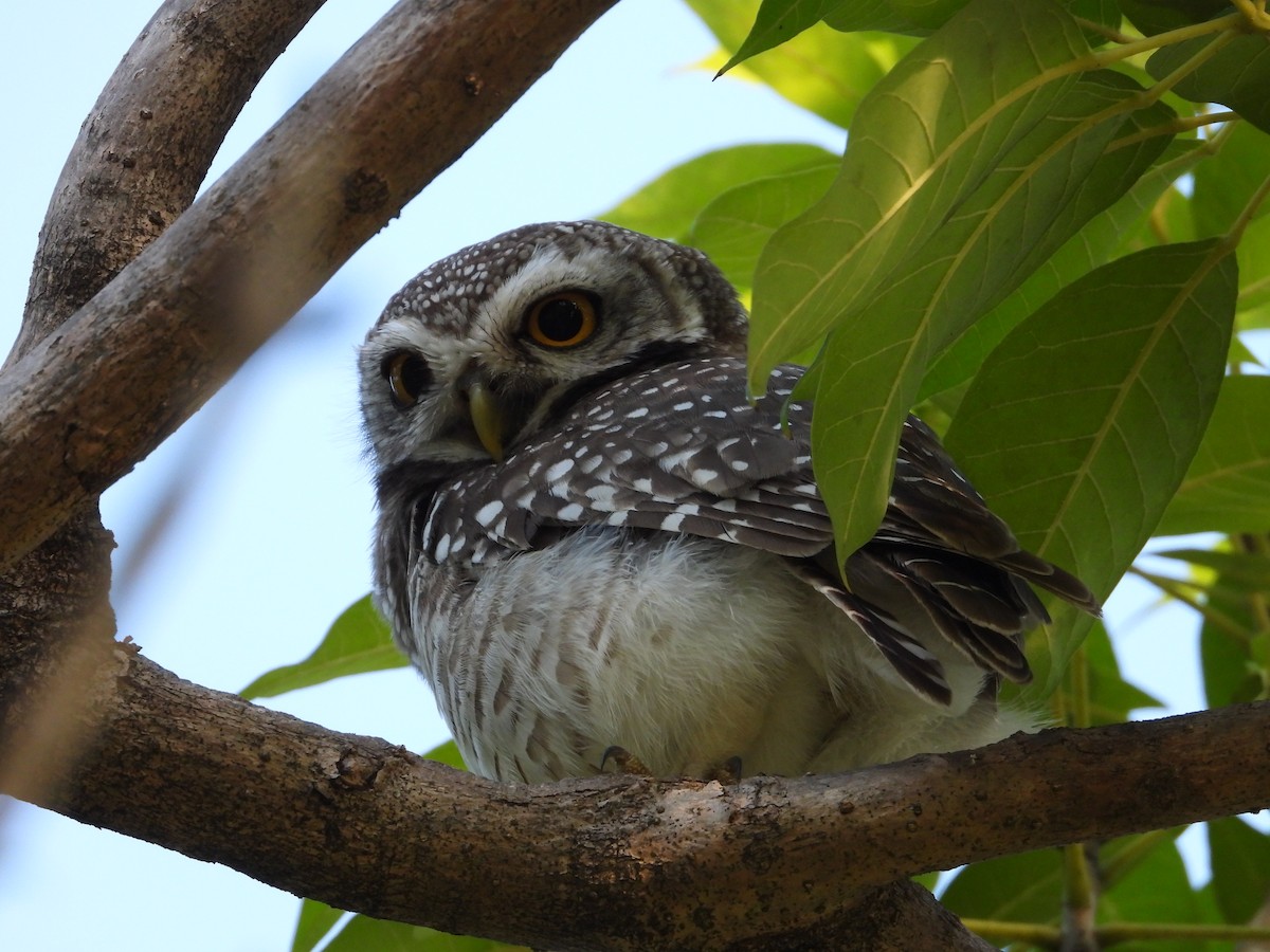 Spotted Owlet - ML626440991