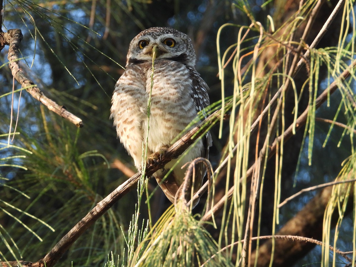 Spotted Owlet - ML626440993