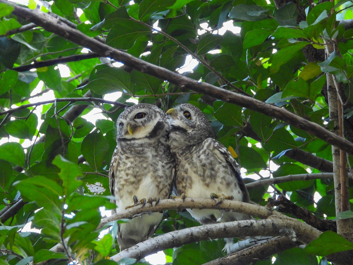 Spotted Owlet - ML626440994