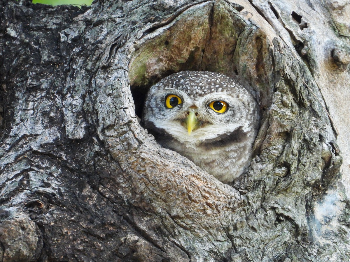 Spotted Owlet - ML626440995