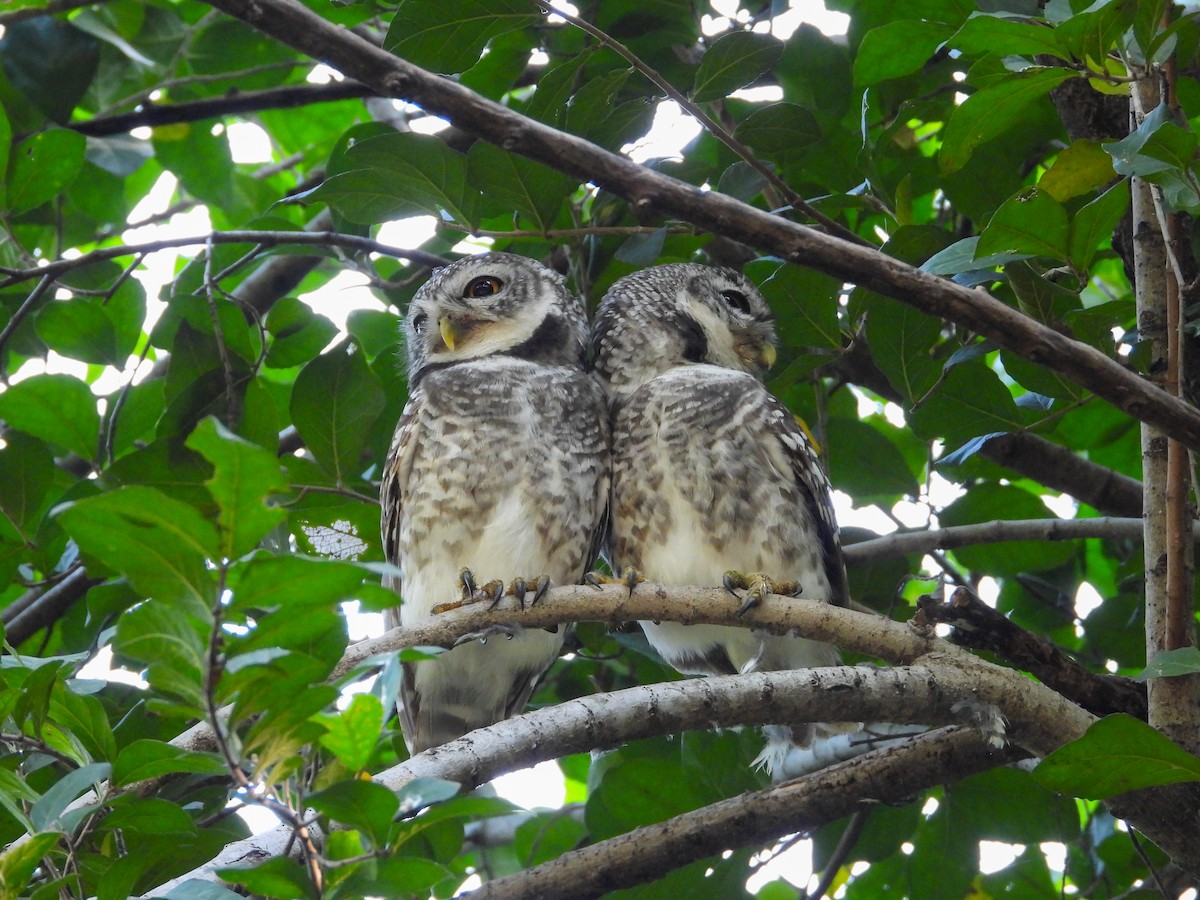 Spotted Owlet - ML626440996