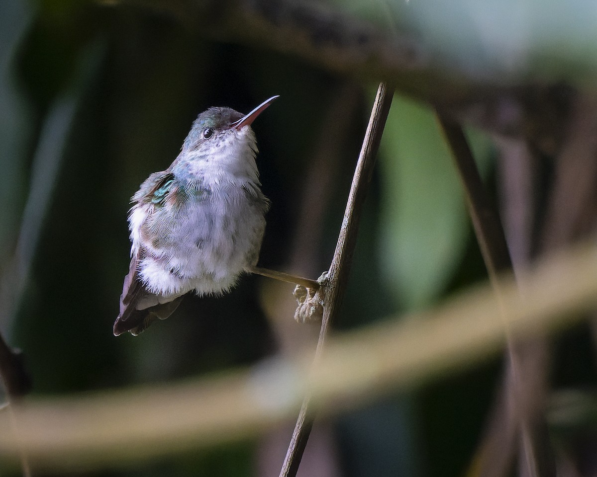 White-bellied Emerald - ML626441044