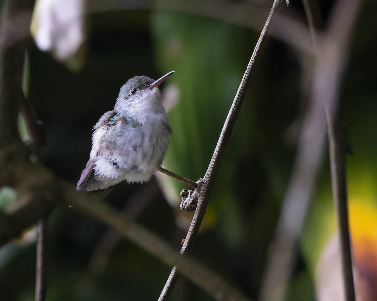 White-bellied Emerald - ML626441045