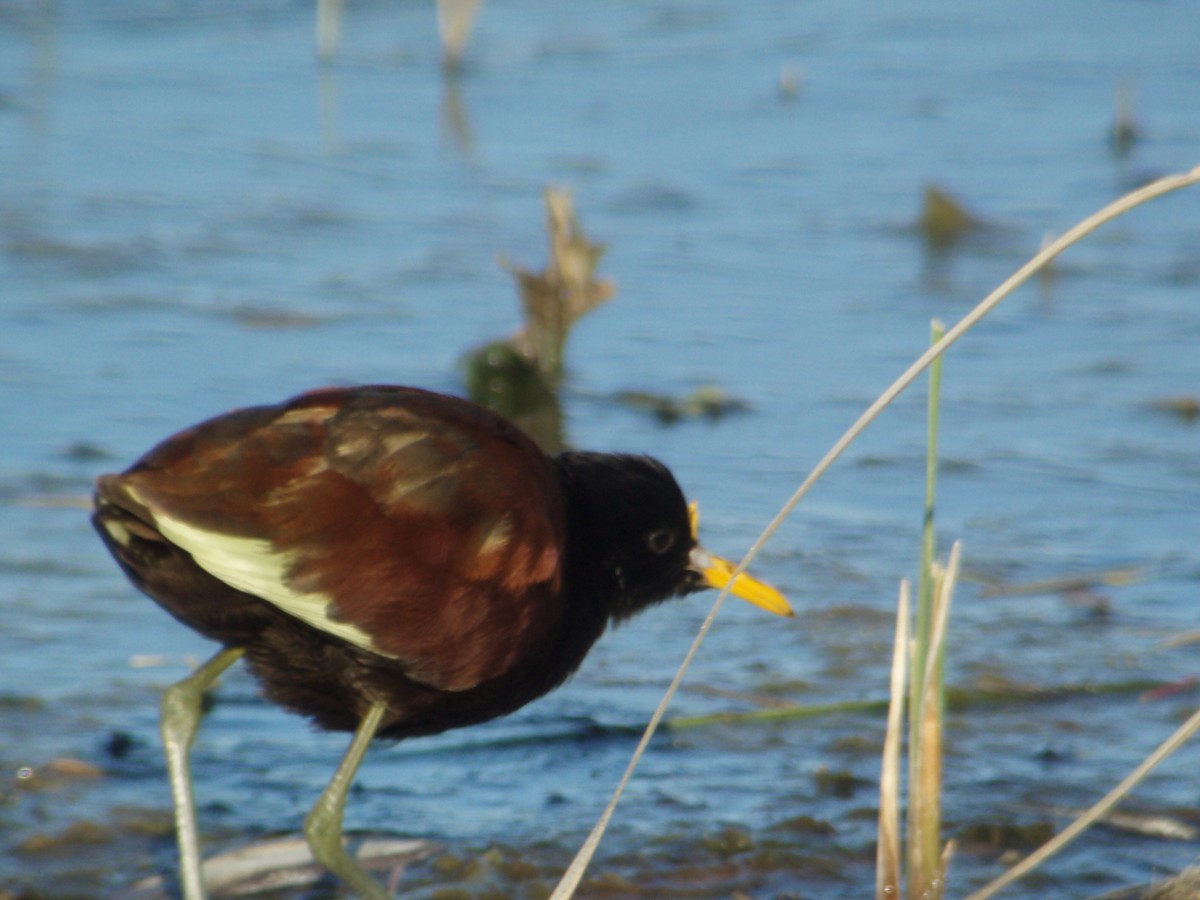 Northern Jacana - ML626441110