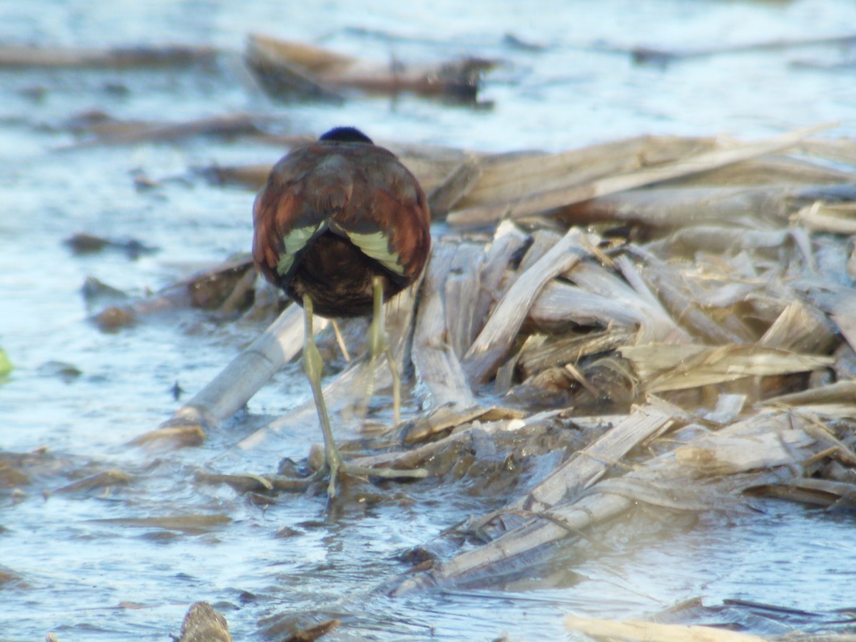Northern Jacana - ML626441178