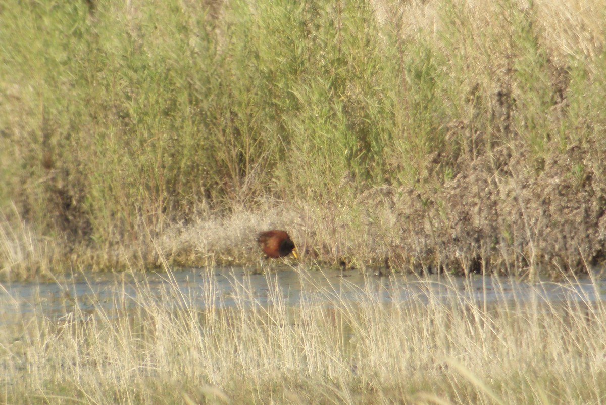 Northern Jacana - ML626441273