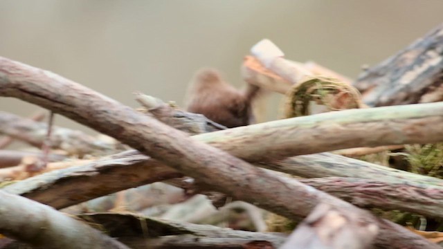 střízlík kanadský - ML626441374