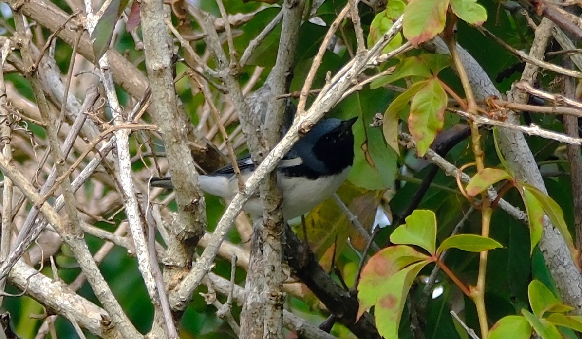 Paruline bleue - ML626441445