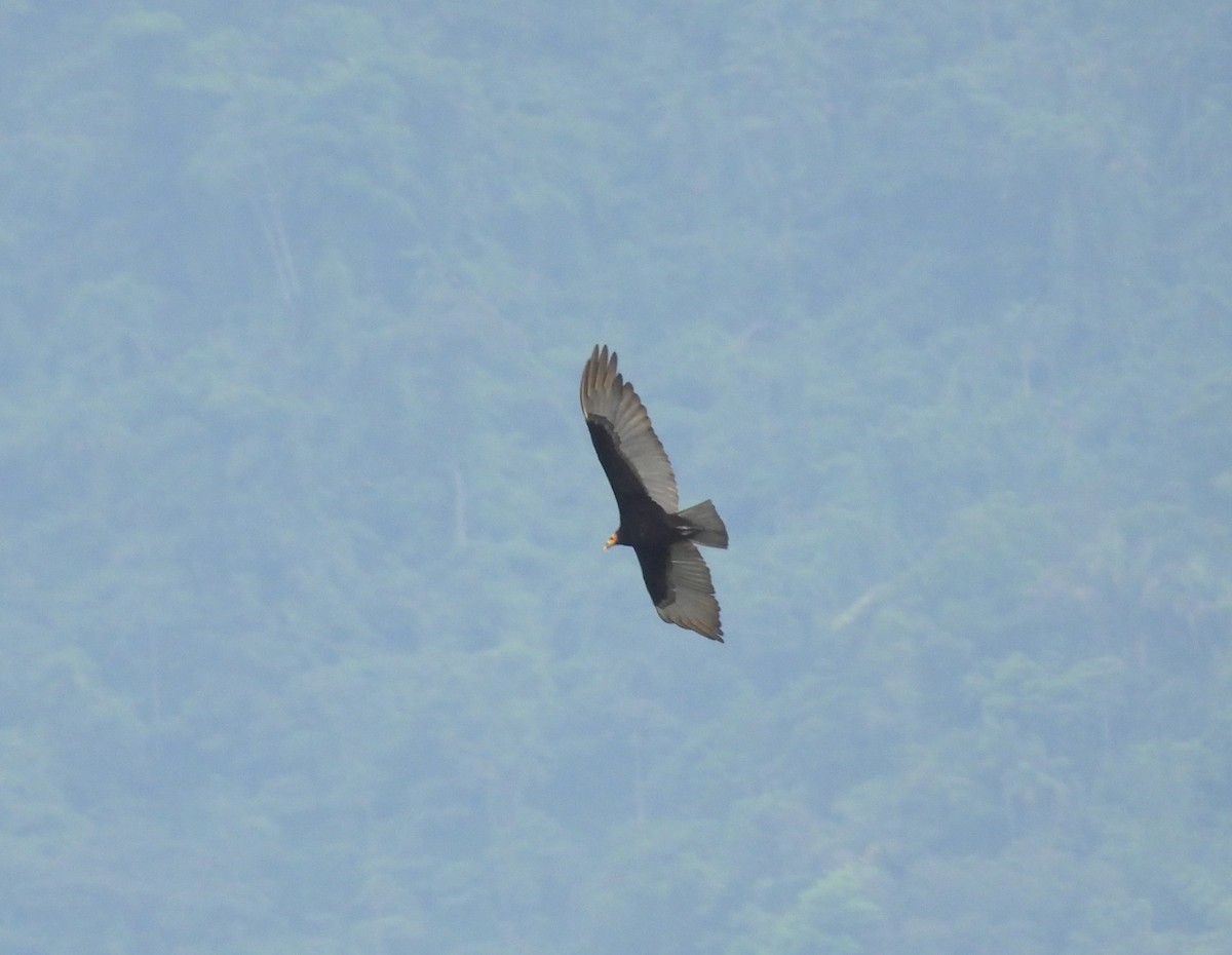 Lesser Yellow-headed Vulture - ML626441471