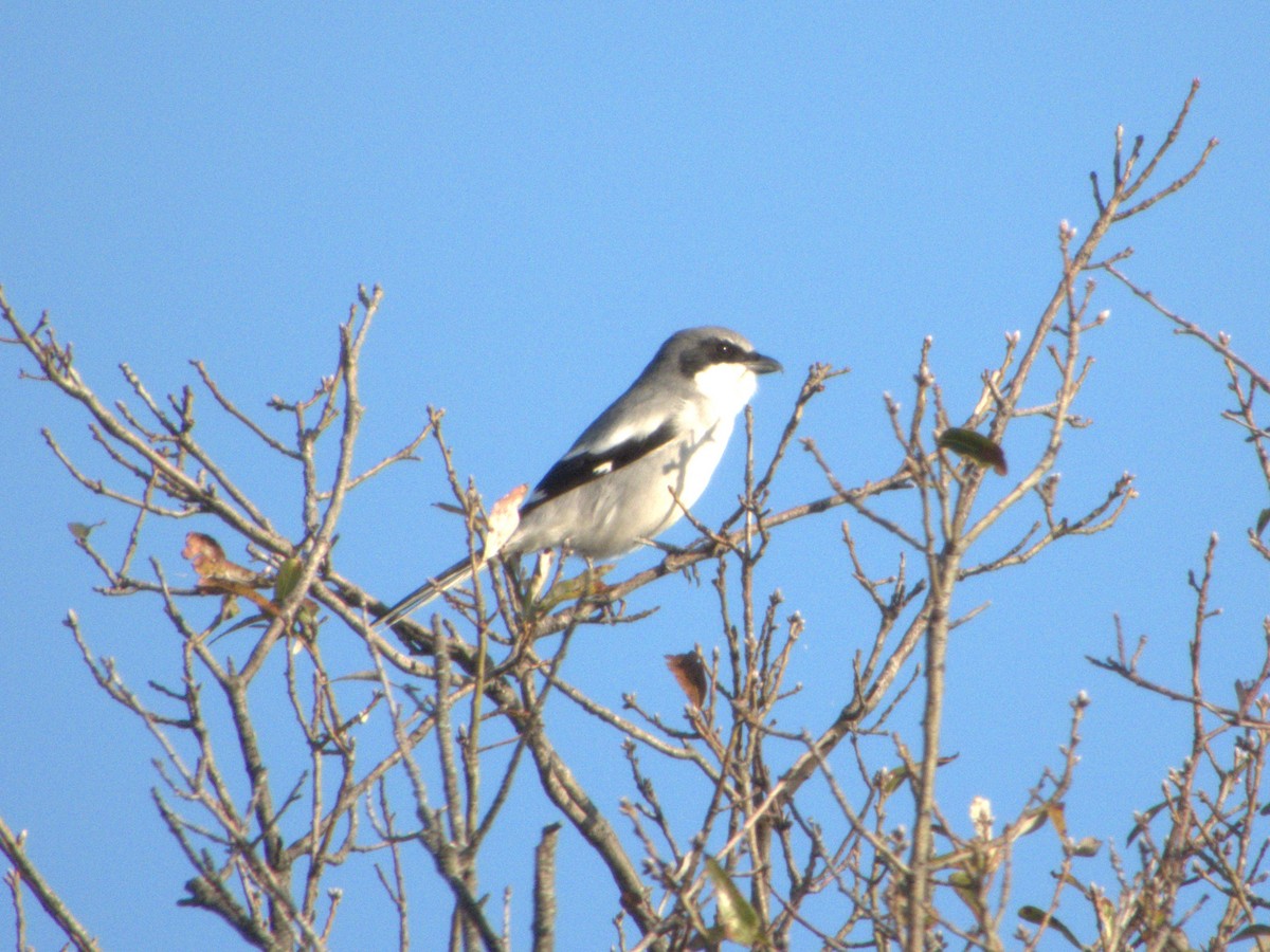 Loggerhead Shrike - ML626441473
