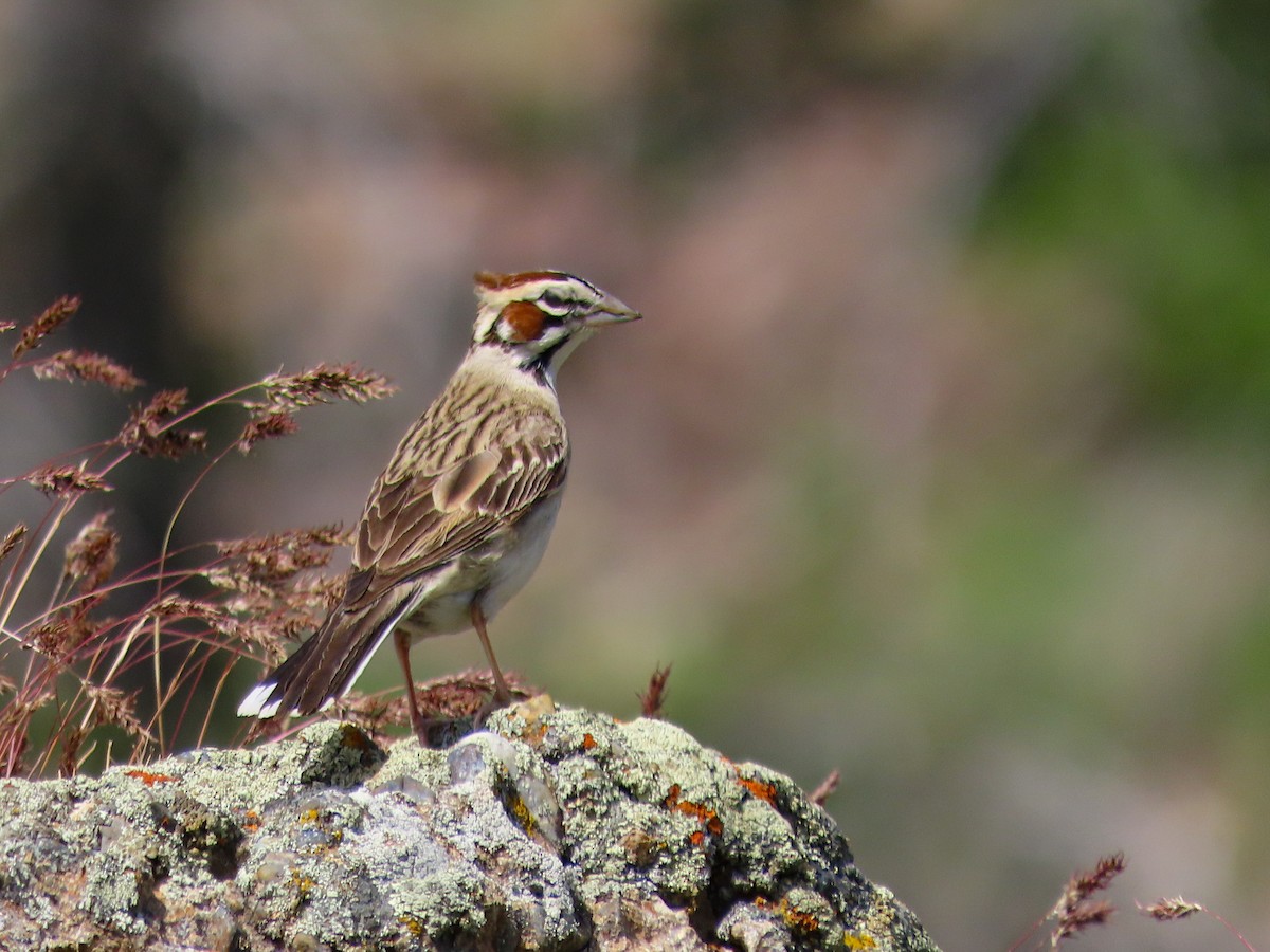 Lark Sparrow - ML626441639