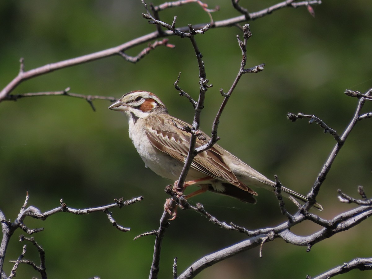 Lark Sparrow - ML626441640