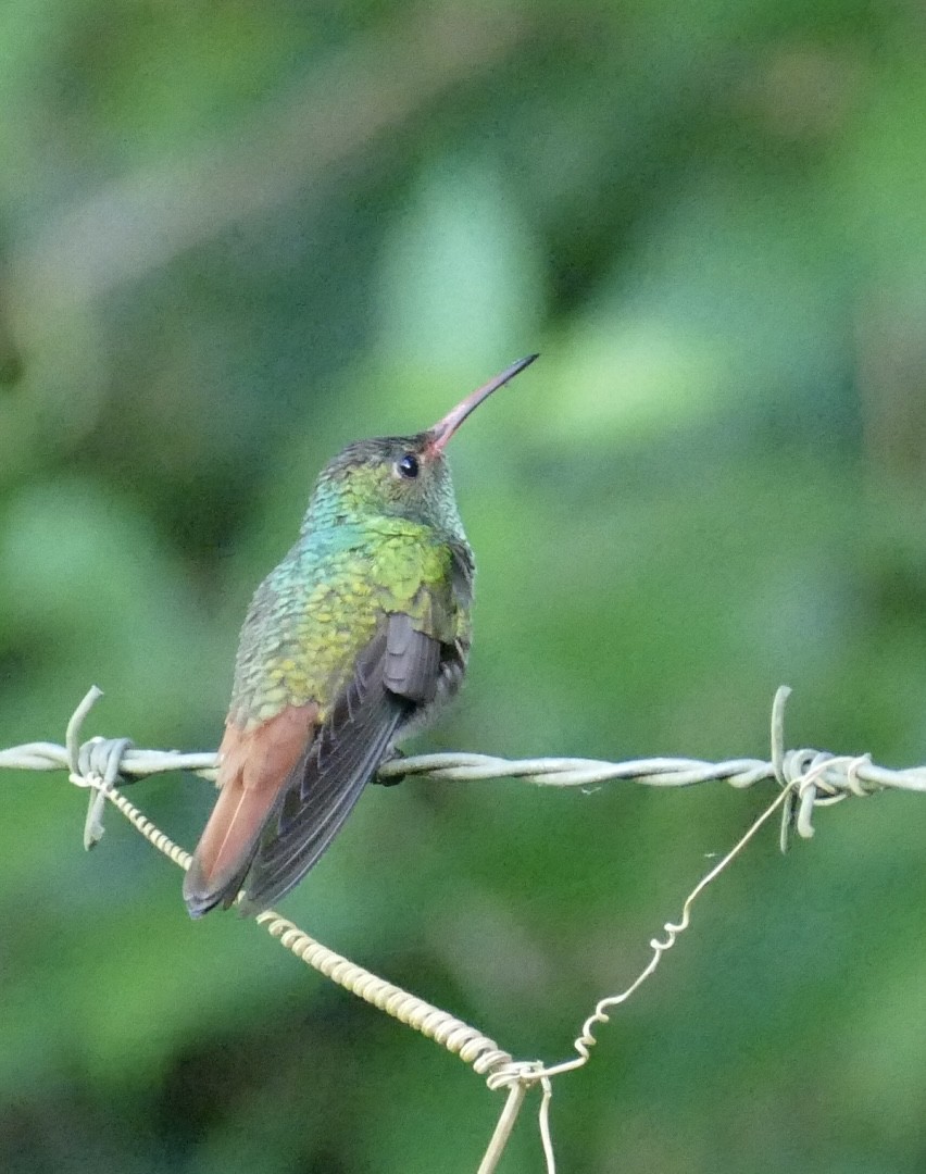 Kızıl Kuyruklu Kolibri - ML626441688