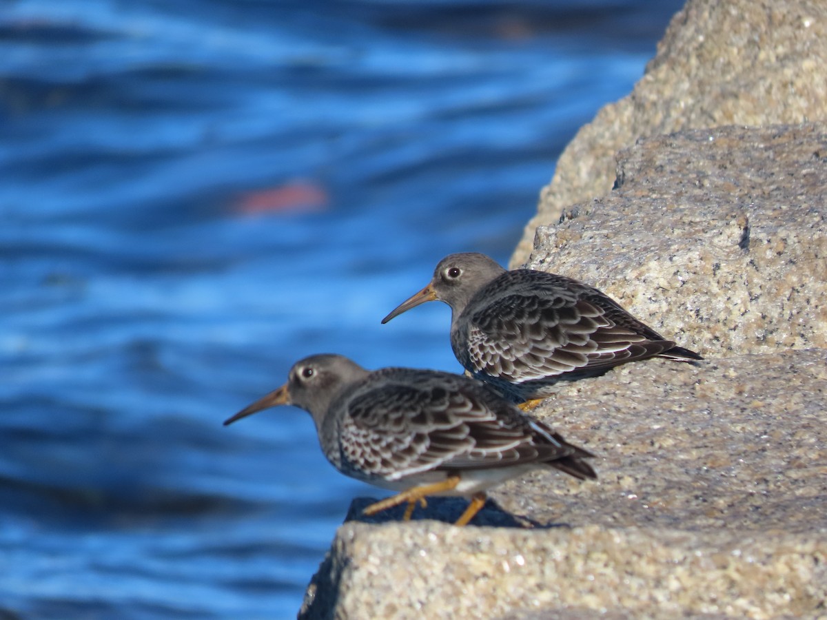 Purple Sandpiper - ML626441855