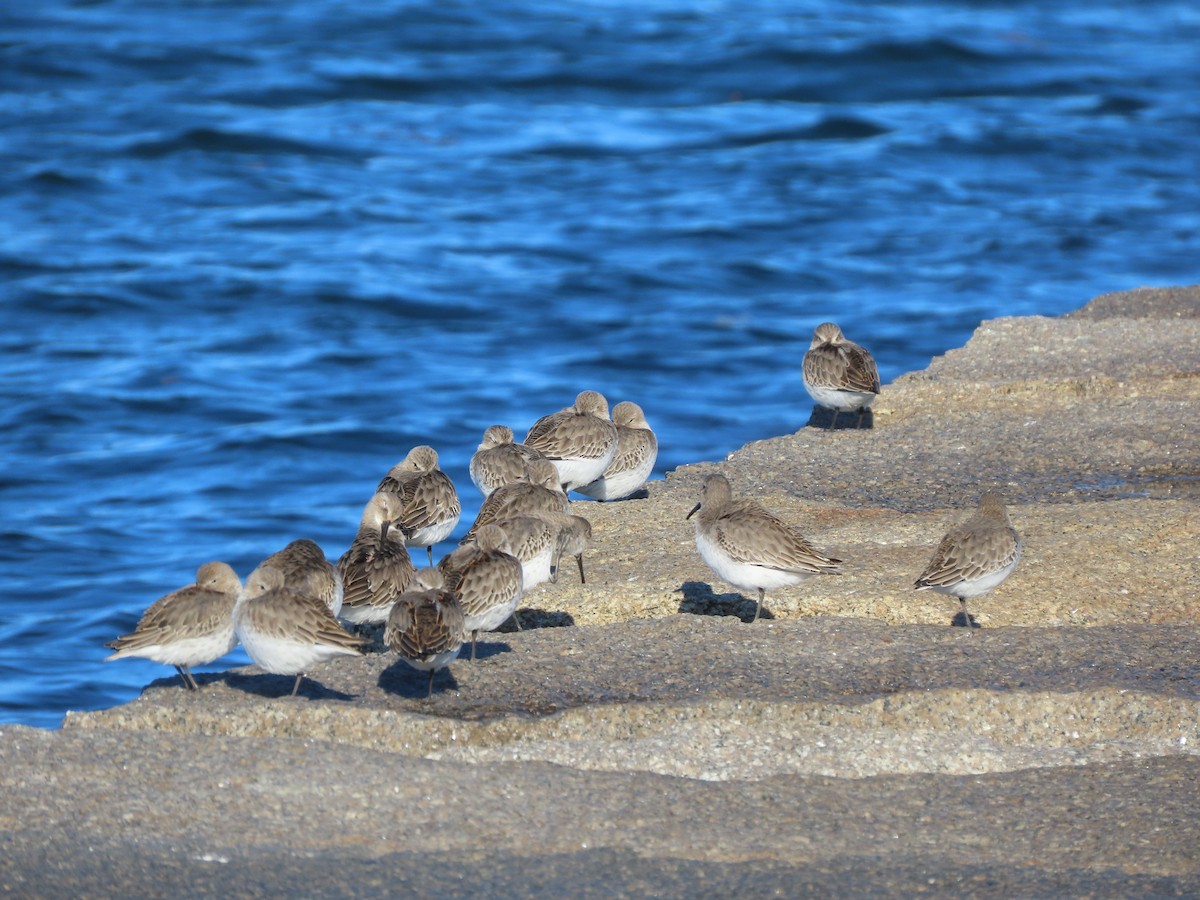 Dunlin - ML626441950