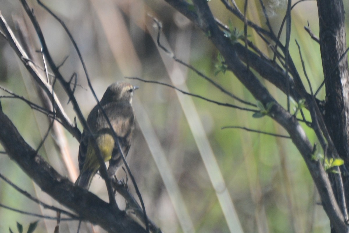 Palm Warbler - ML626442460