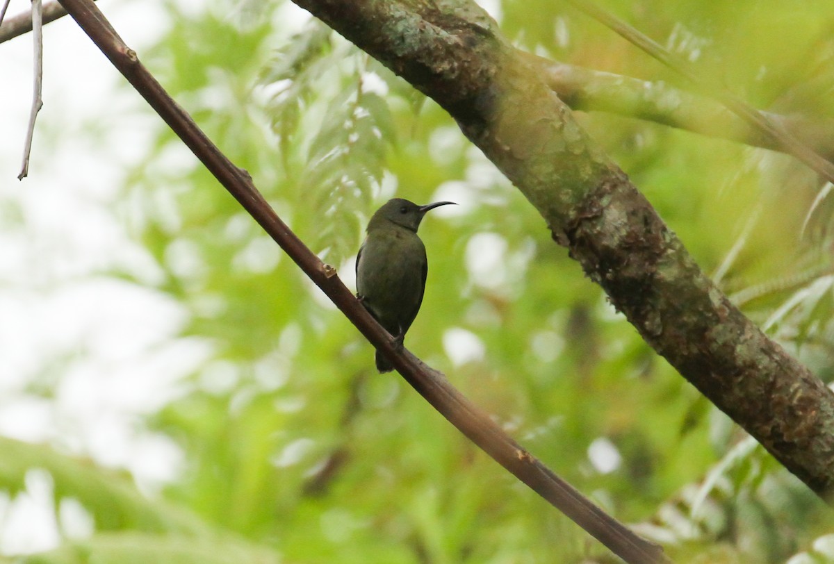 White-flanked Sunbird - ML626442820