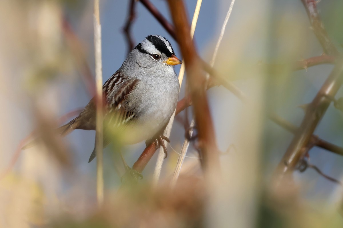 strnadec bělopásý (ssp. gambelii) - ML626442854