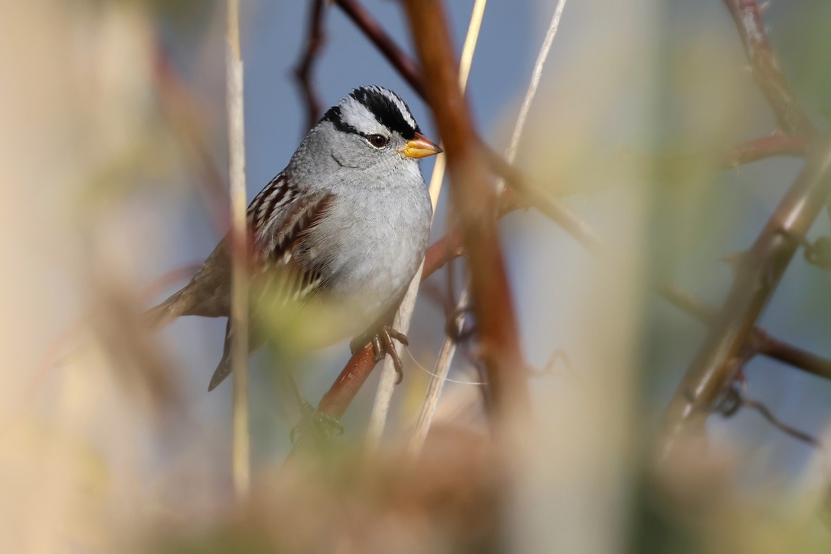 strnadec bělopásý (ssp. gambelii) - ML626442856