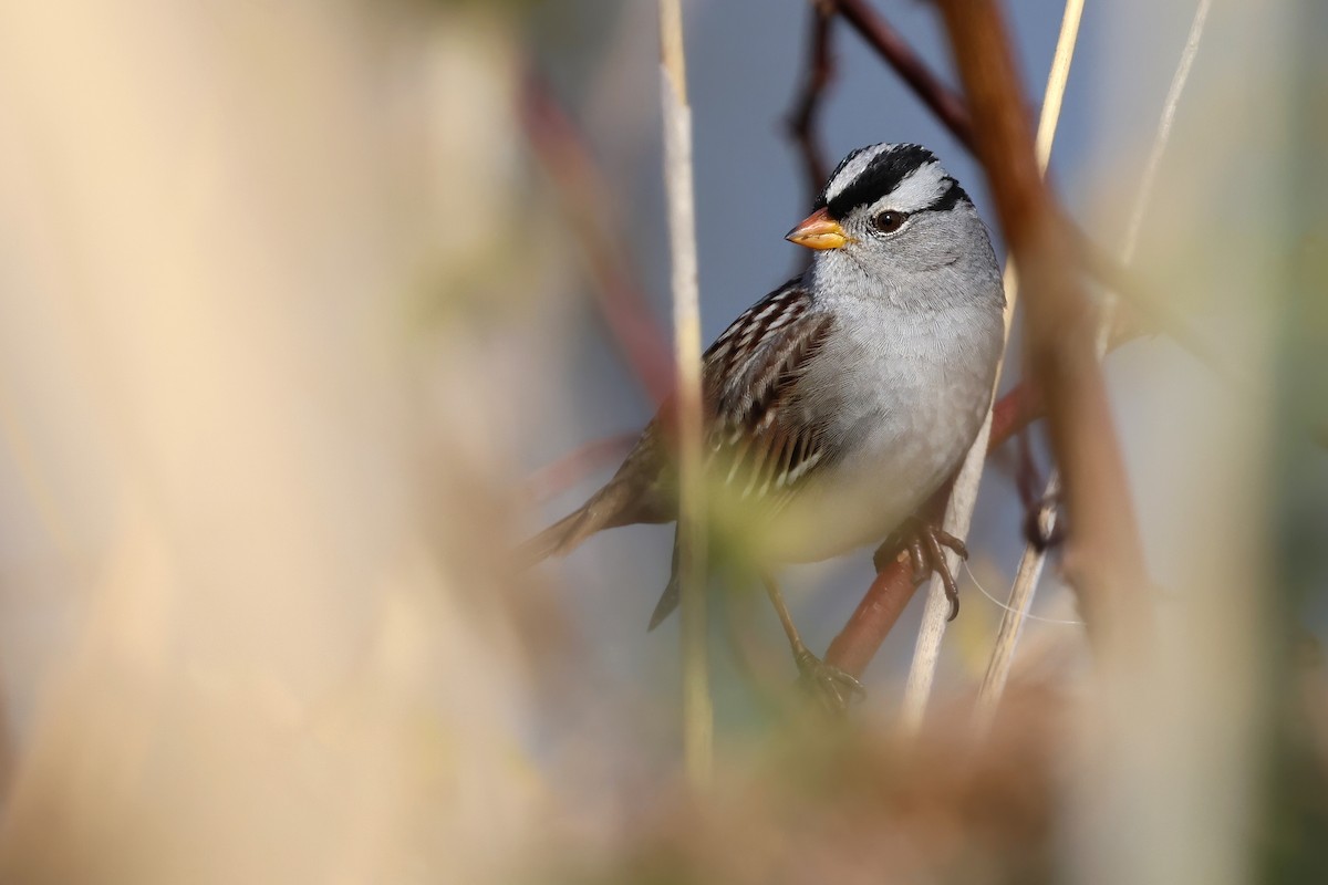 strnadec bělopásý (ssp. gambelii) - ML626442866