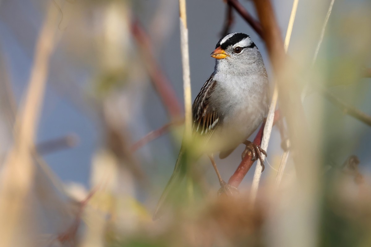 strnadec bělopásý (ssp. gambelii) - ML626442870