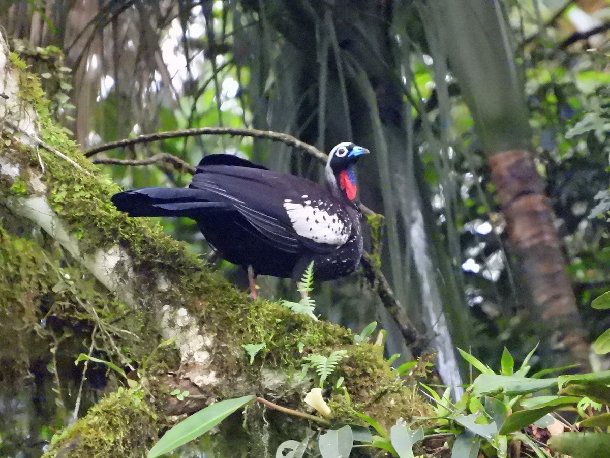 Black-fronted Piping-Guan - ML626442908