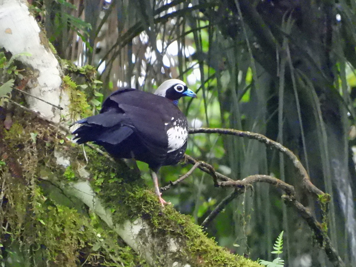 Black-fronted Piping-Guan - ML626442909