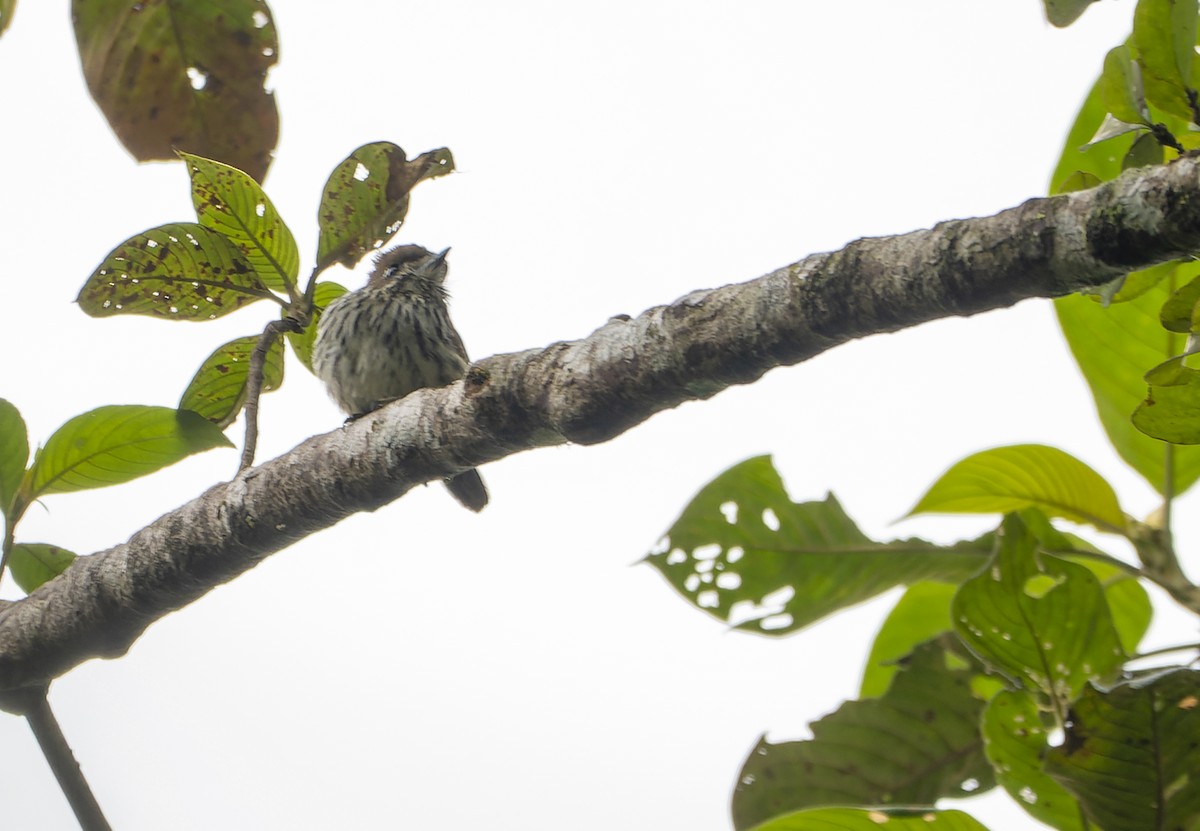 Lanceolated Monklet - ML626442946