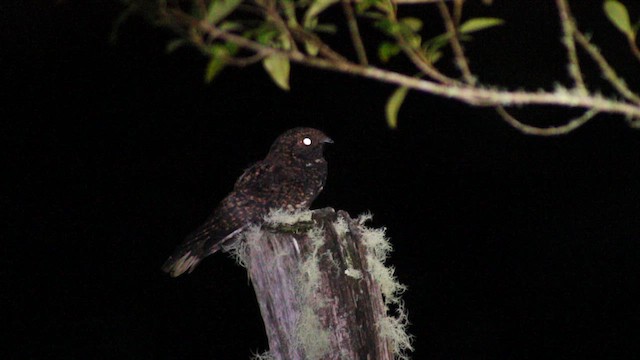Dusky Nightjar - ML626442955