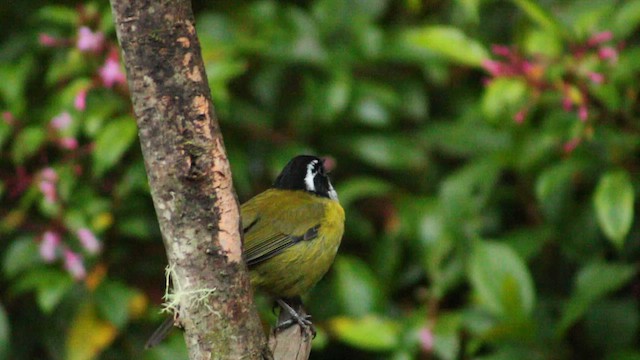 Sooty-capped Chlorospingus - ML626442979